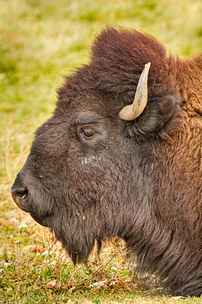 Bison Headshot Profile a Digital Download