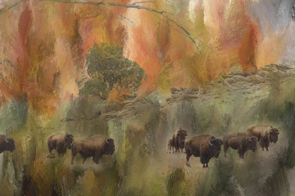 Bison Herd Watching Digital Download