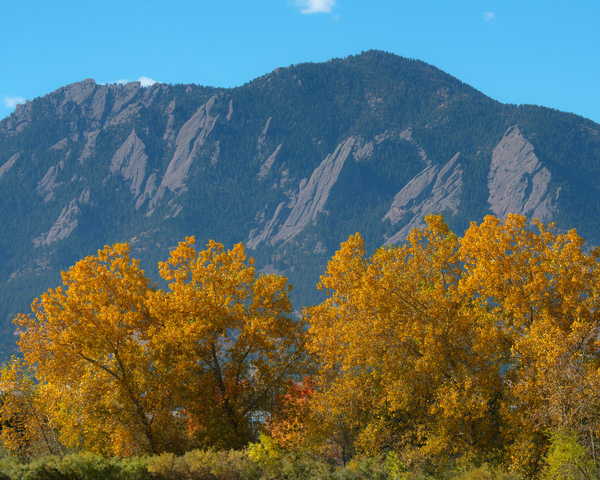 Boulder Flatirons Mighty Cottonwood Trees Print
