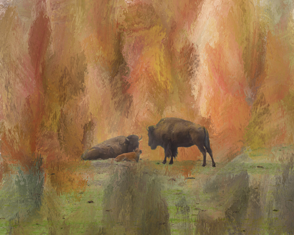 Buffalo Calf Tender Moment Print