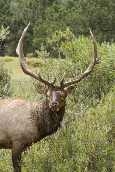 Bull Elk Eyes Print