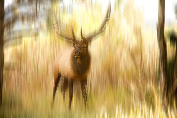 Bull Elk Forest Dreaming Print
