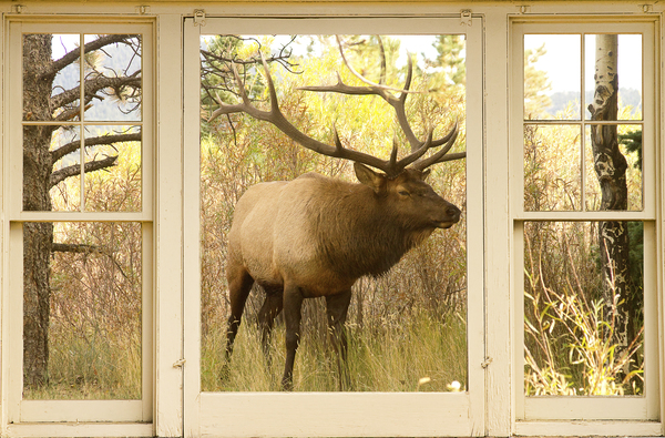 Bull Elk Window View Digital Download