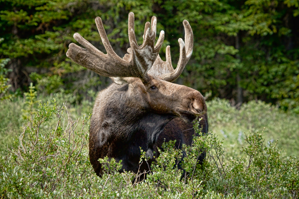 Bull Moose Wild Digital Download