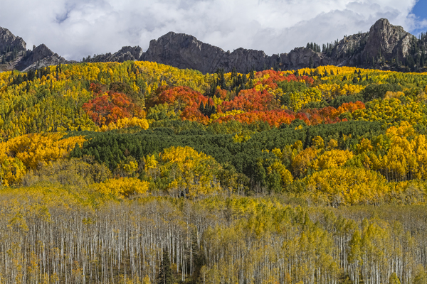 Colorado Kebler Pass Fall Foliage Téléchargement Numérique