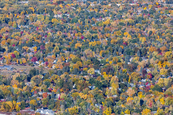 Colorful Trees Boulder Colorado Digital Download