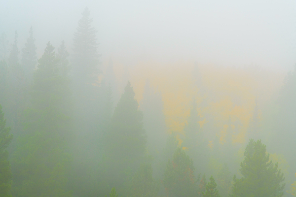 Deep in the Fog Print