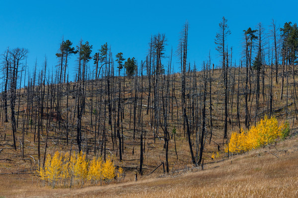 Forest Evolution Print