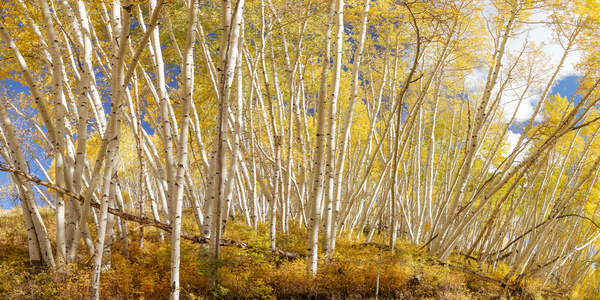 Golden Forest Fantasy Print