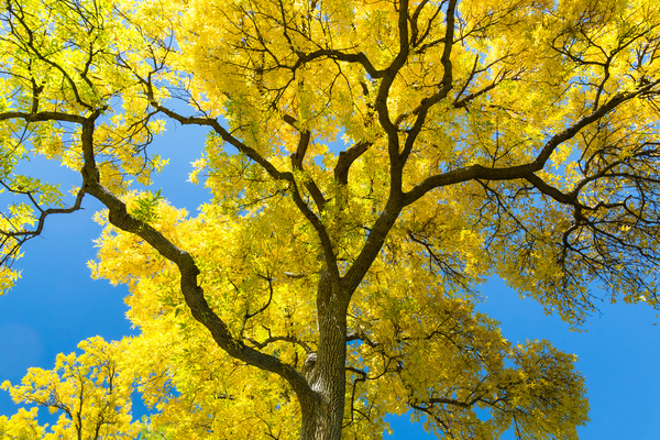 Golden Majesty - A Cottonwoods Radiant Reverie Print