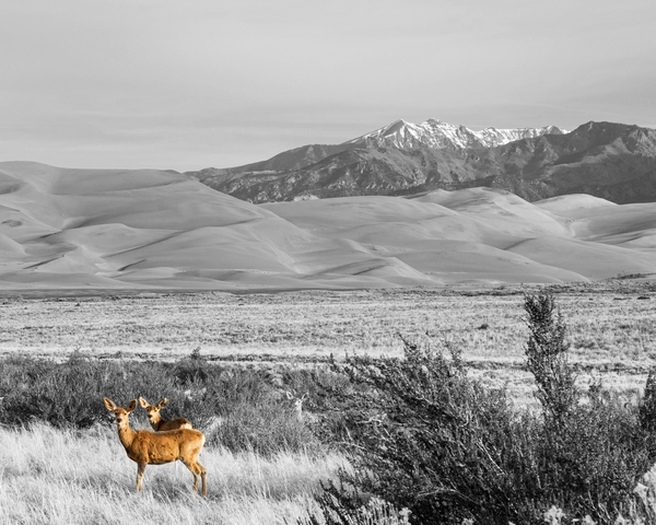 Great Colorado Sand Dunes Deer Digital Download
