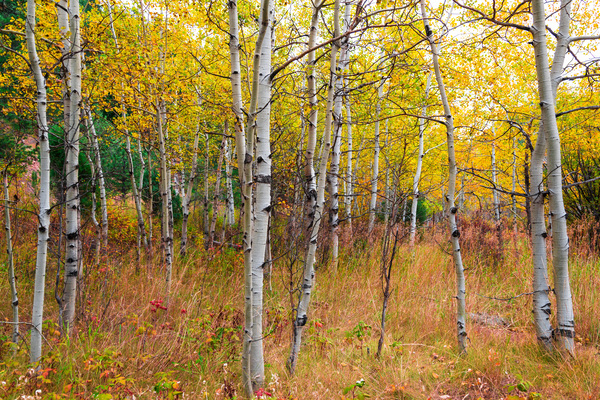 Happy Place In Woods Print