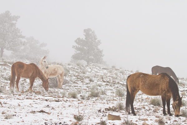 Horses Winter Snow Fog Print