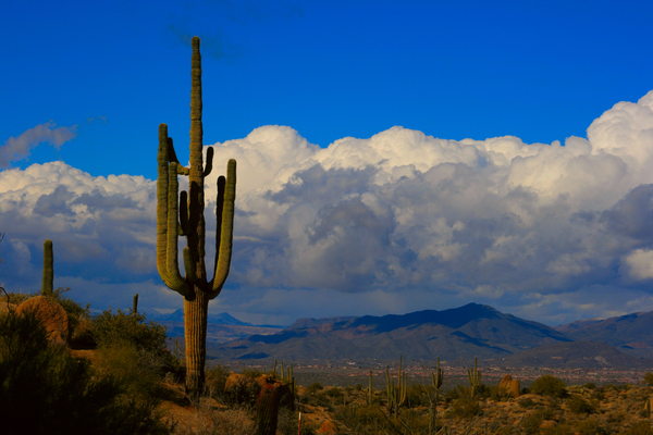  Amazing Giant Saguaro Cactus Téléchargement Numérique