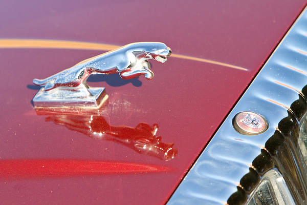 Jaguar Hood Ornamen and Emblem Print