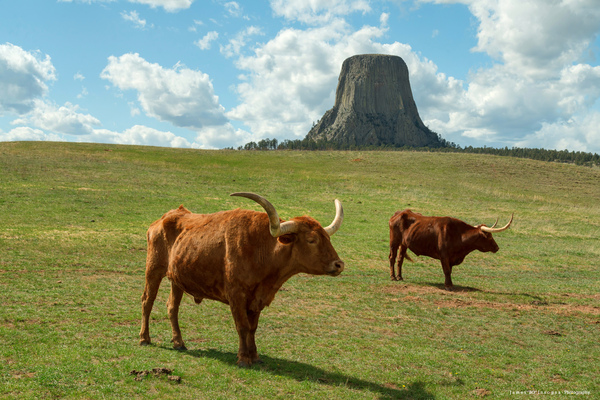 Longhorn Cattle and Devils Tower Print