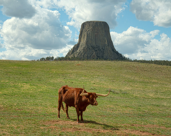 Longhorn Cow Posing at Devils Tower in Wyoming - First US Nation Print