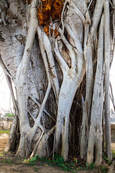 Magnificent and Colossal Intertwined Tree Print