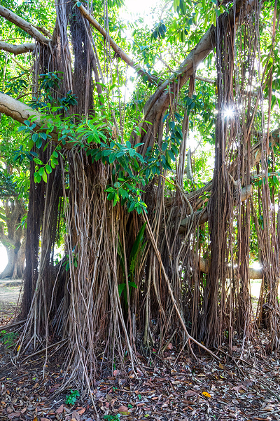 Majestic Magnificent Banyan Tree Portrait Téléchargement Numérique