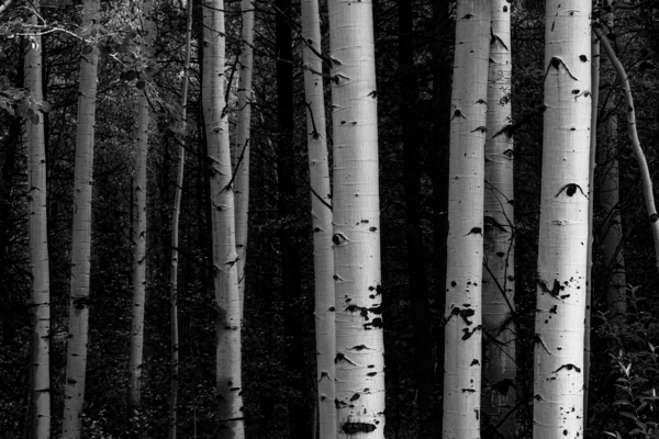 Shades Of A Forest Print