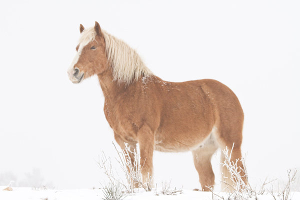 Smiling Palomino Snow Print