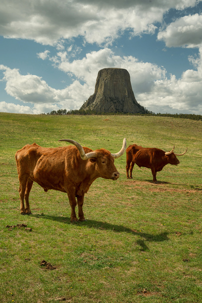 Texas Longhorn Cows Gracefully Posing at Majestic Devils Tower Print