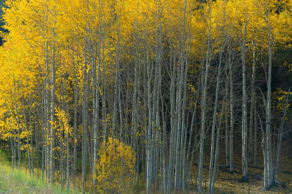 That Morning Autumn Light Print