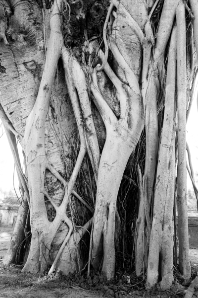 Tropical Tree Vibes Print