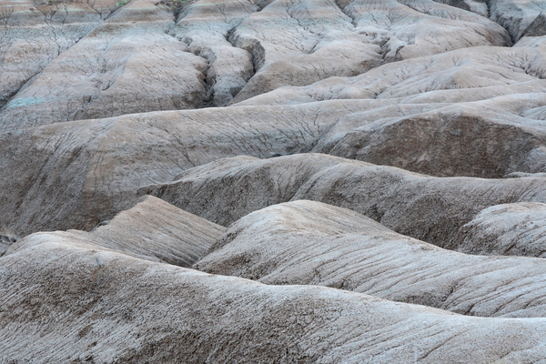 Unveiling Natures Timeless Tapestry Print