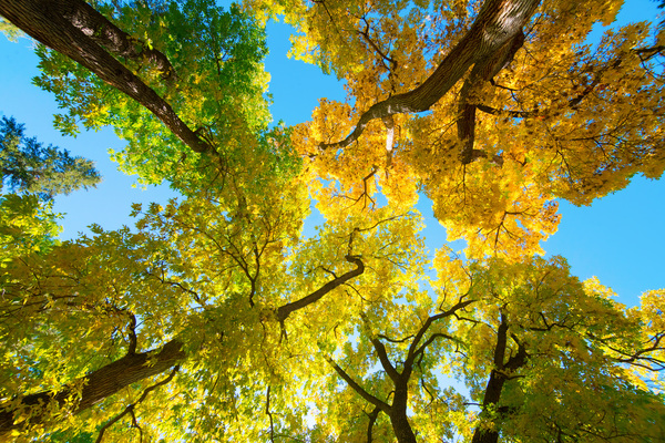 Vibrant Autumn Landscape - Colorful Trees under Blue Sky Digital Download