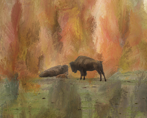 Young Buffalo Print