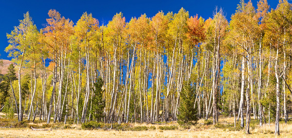 autumn aspen trees Panorama1 Print