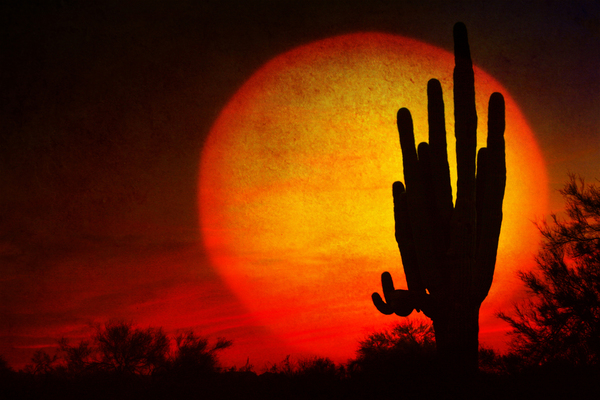 Big Sun Saguaro Sunset Téléchargement Numérique