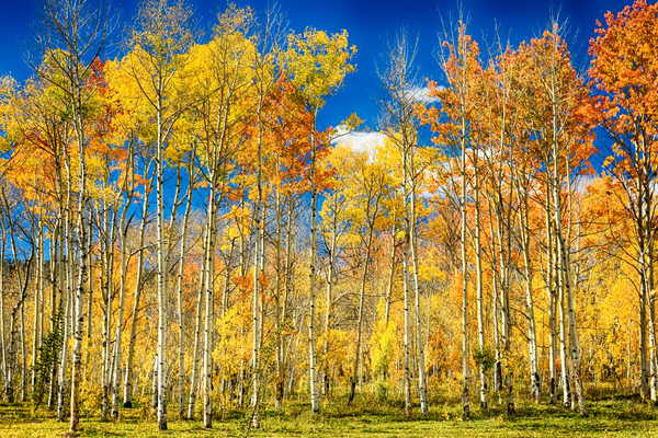 colorful colorado autumn aspen trees Téléchargement Numérique