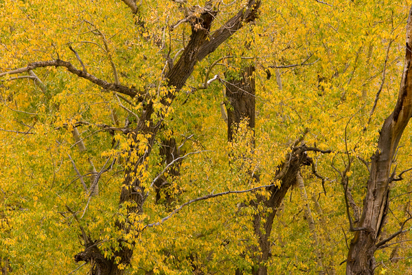 Cottonwood Tree Fall Foliage Print
