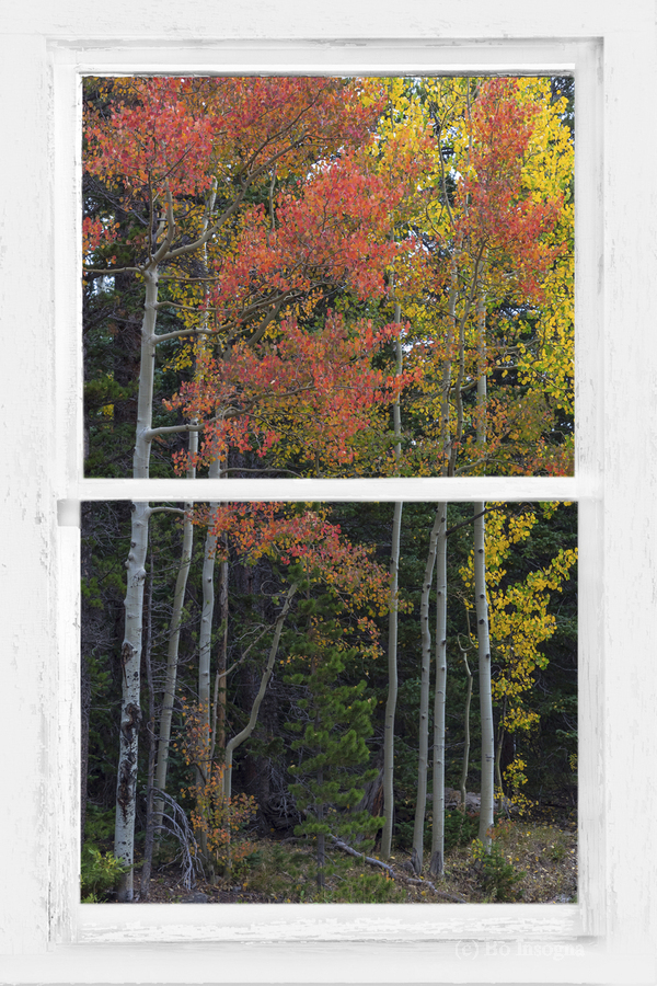Aspen Forest Red Rustic Window View  Print