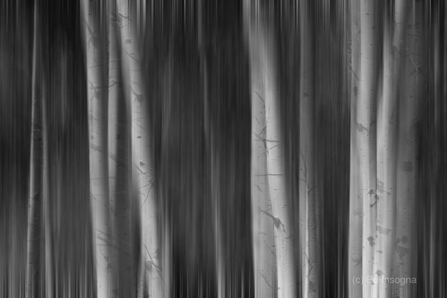 Aspen Trees Dreaming Black and White Abstract  Print