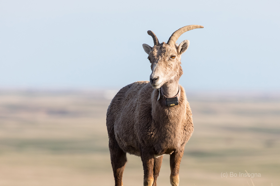 Badlands Bighorn A Glimpse of Audubons Majestic Sheep  Print