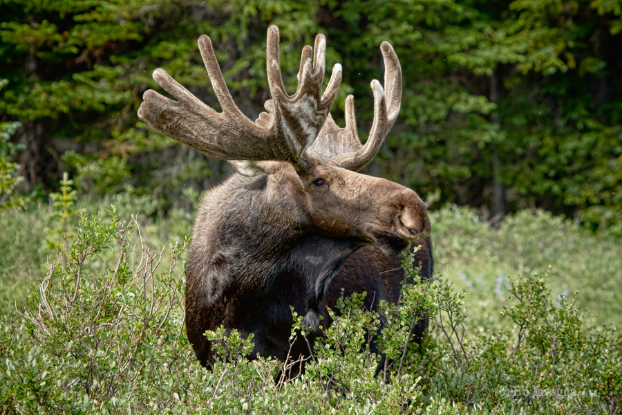 Bull Moose Wild  Print