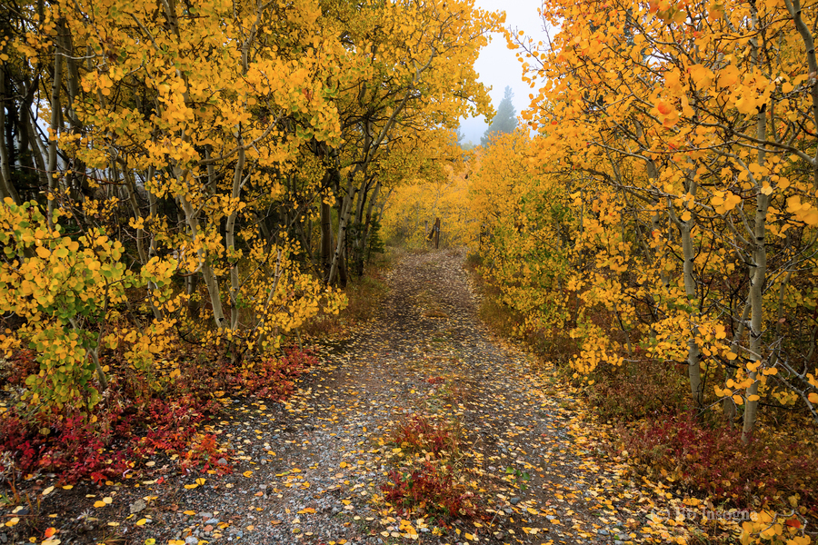 Colorful Autumn Hiking Path  Print
