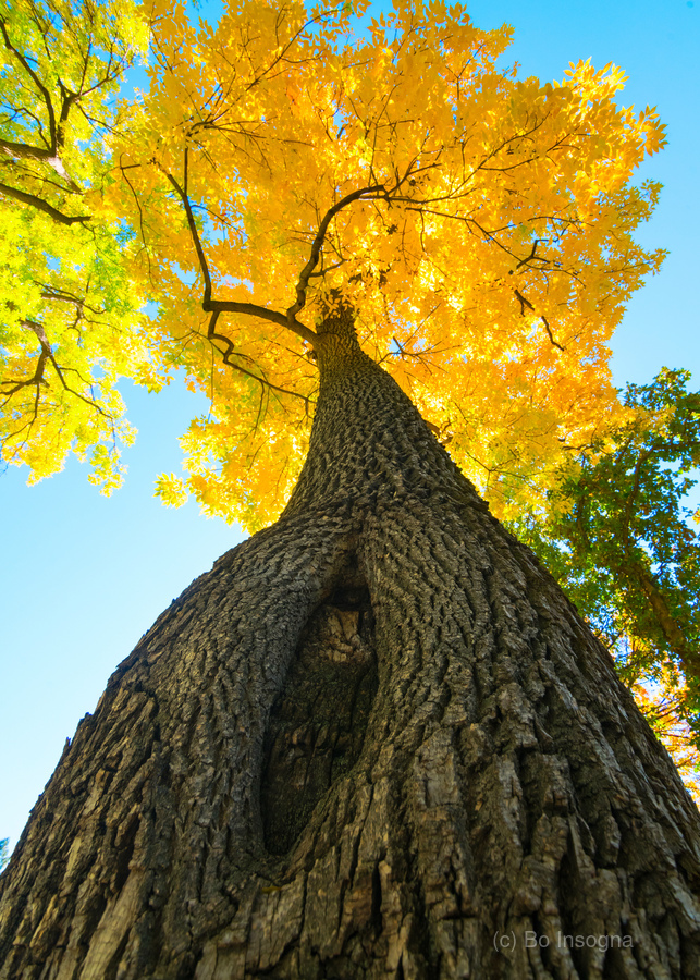 Golden Autumn Tree - Majestic Trunk and Leaves in Fall Splendor  Imprimer