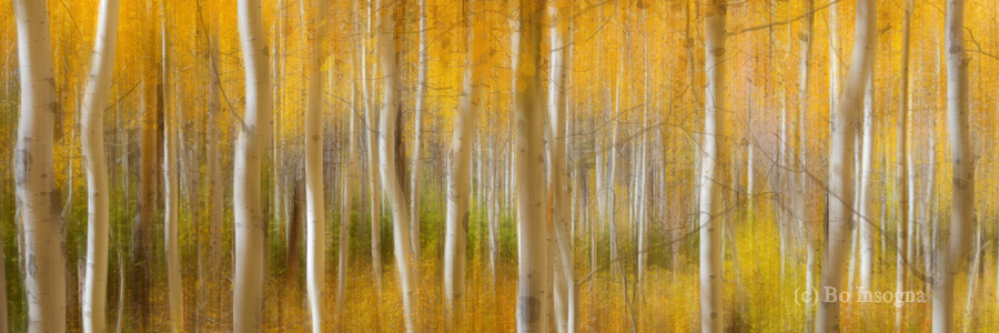 Golden Forest Moment Abstract Panorama  Print