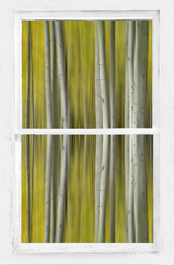 Surreal Dreamy Aspen Forest White Rustic Window  Imprimer