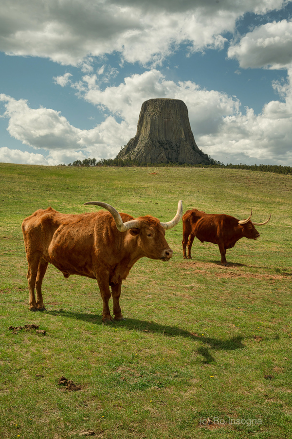 Texas Longhorn Cows Gracefully Posing at Majestic Devils Tower -  Print