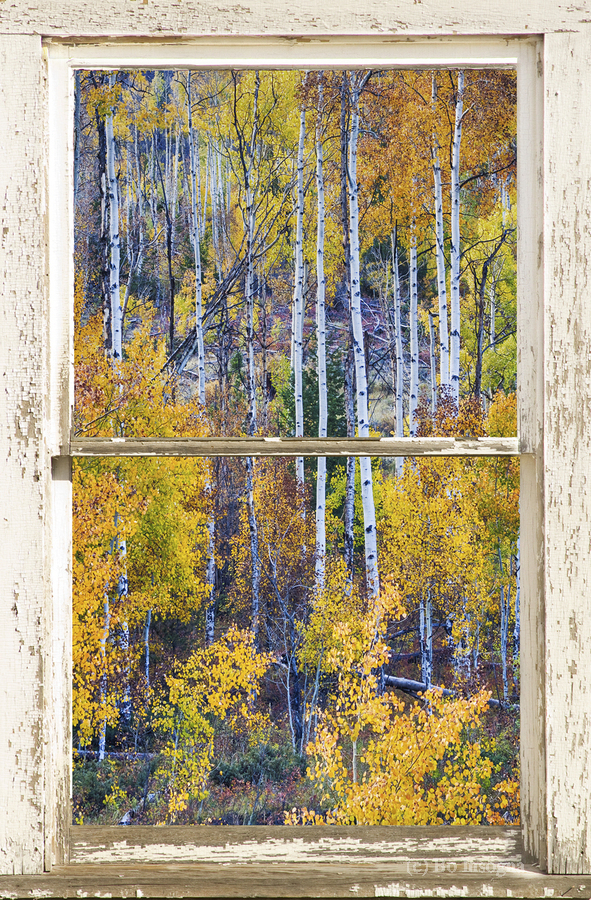 Aspen Autumn Magic White Window  Imprimer
