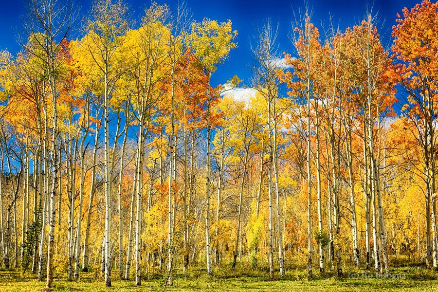 colorful colorado autumn aspen trees  Imprimer
