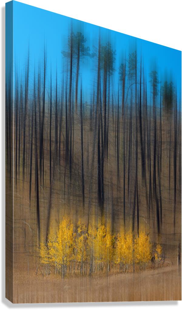 Aspen Forest Fire Abstract Canvas Print