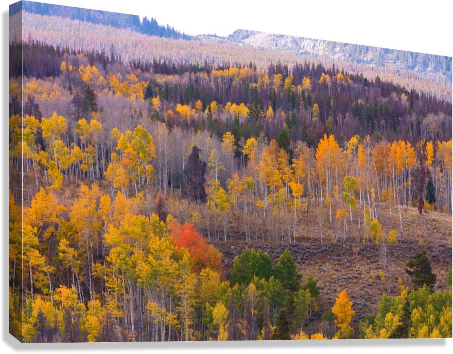 Rocky Mountain Autumn View Canvas Print