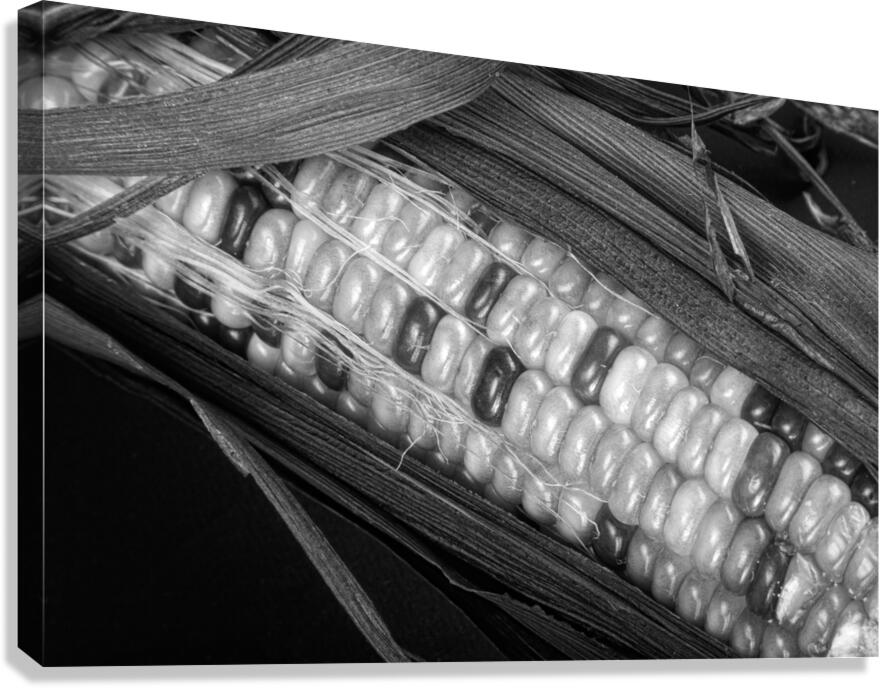Indian Corn Black and White Canvas Print