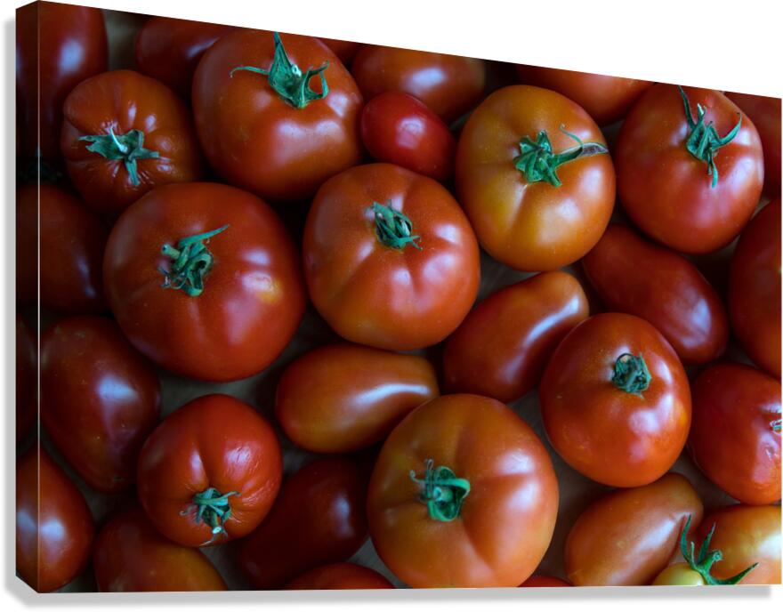 Fresh Tomatoes Canvas Print